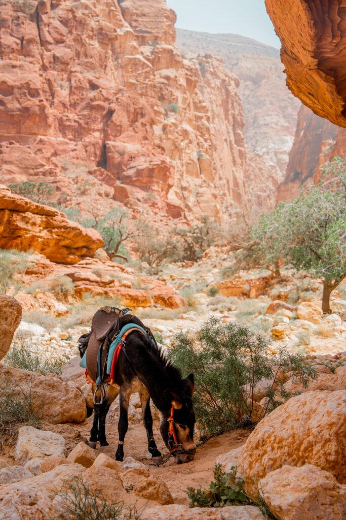 Jordan trail - trek en Jordanie