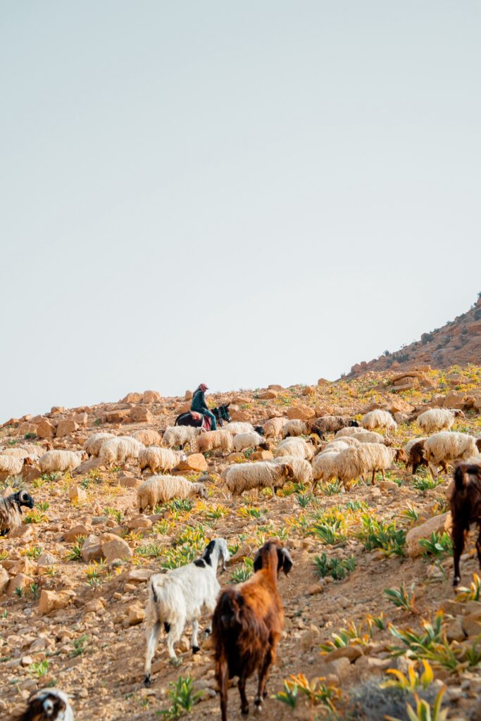 Jordan trail - trek en Jordanie
