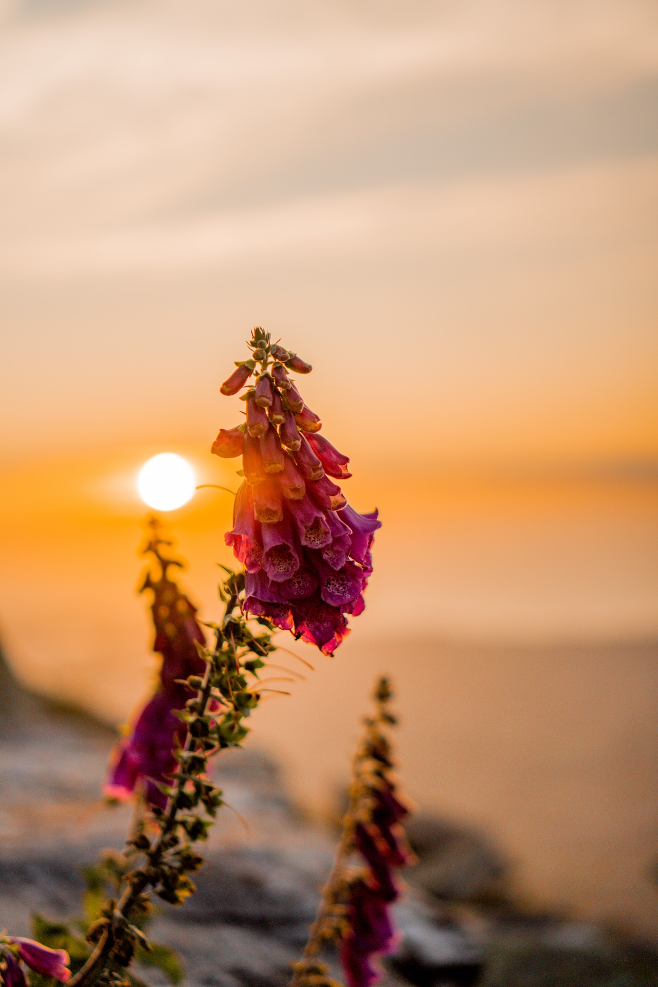 2023_06_16_La_Rhune-044