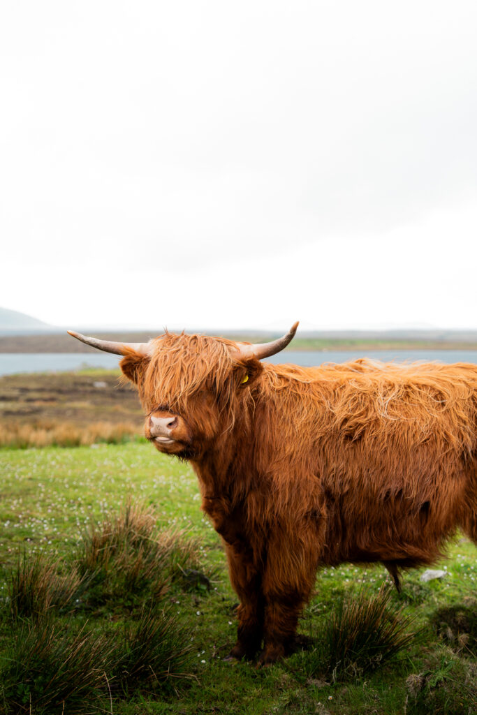 Vaches des Hilghlands, observées sur l'île de Lewis
