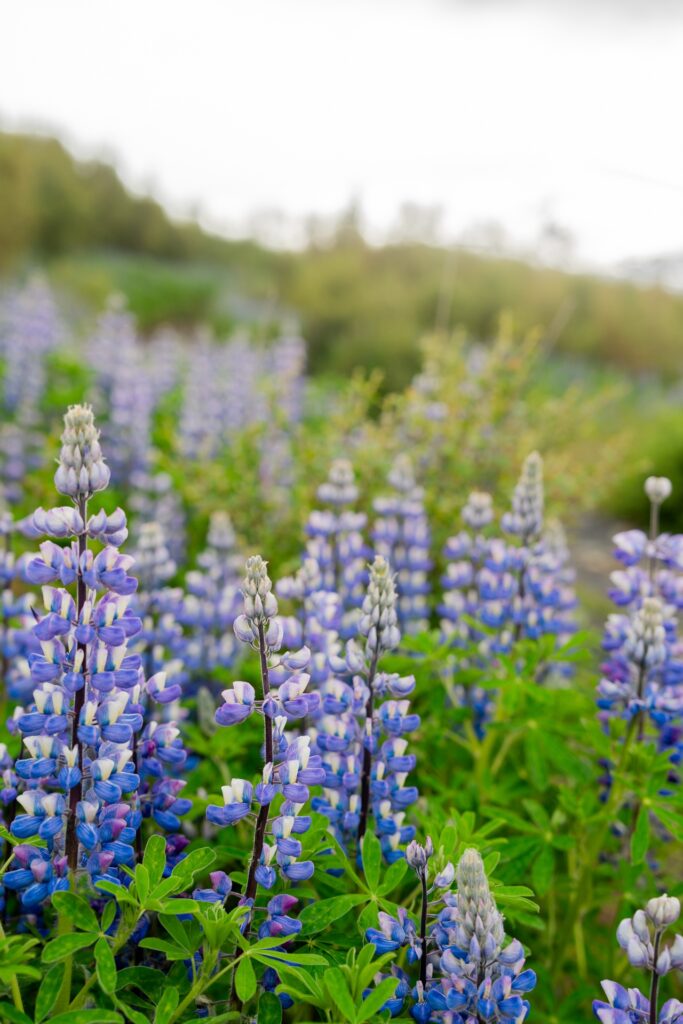 Champ de lupins en fleurs le long du trek du Laugavegur en Islande